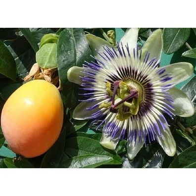 Passiflora edulis 180-200 cm Passionsfrucht Maracuja Kletterpflanze