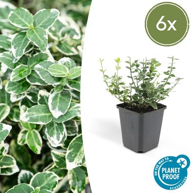 6x Euonymus 'Emerald 'n Gaity' - 6x - Ø9cm - 10-25cm - Gartenpflanze - Multideal