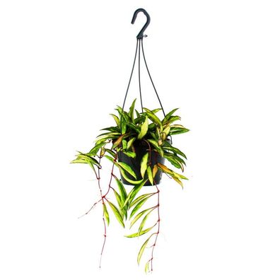 Zimmerpflanze zum Hängen - Hoya wayetii tricolor - Wachsblume 14cm Ampel