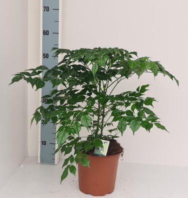 Radermachera Sinica | Ø19cm | 60cm | Pflanze