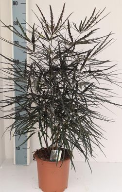 Dizygotheca Elegantissima | Ø19cm | 65cm | Pflanze