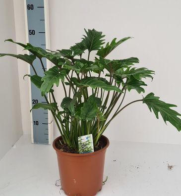 Philodendron Xanadu | Ø19cm | 60cm | Pflanze