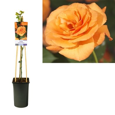 Rosa 'Orange Climber' + light Label | Ø17cm | 75cm | Pflanze