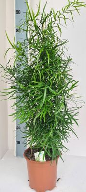 Asparagus Falcatus | Ø19cm | 80cm | Pflanze