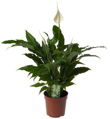 Spathiphyllum 'Sweet Chico' | Ø17cm | 60cm | Pflanze