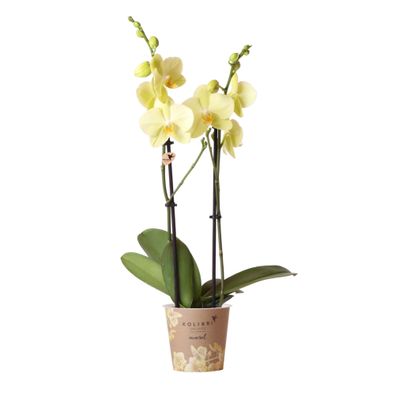 Kolibri Orchids - Gelbe Phalaenopsis Orchidee - Voltera - Topfgröße 12cm - frisch ...