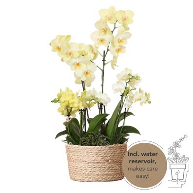 Kolibri Orchideen - gelbes Pflanzenset im Schilfkorb inkl. Wassertank - 3 gelbe ...