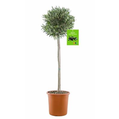 Sonderpreis: Olivenbaum Olive 160-180 cm dicker Stamm winterhart + robust