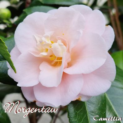 Kamelie "Morgentau" - Camellia - 3-jährige Pflanze (238)