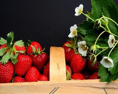 10 Erdbeerpflanzen Fragaria Senga Sengana im 10er Tray Erdbeeren winterhart 4024