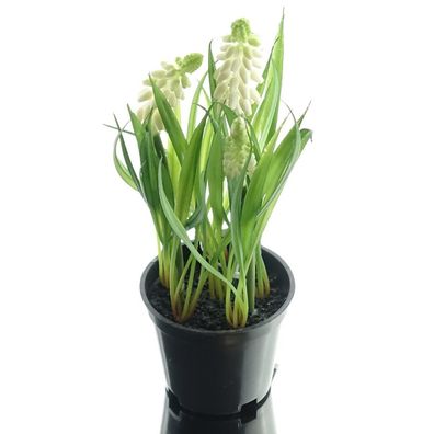 DEKO® Florale Traubenhyazinthen - Muscari Weiß im Topf 21 cm - Kunstblumen