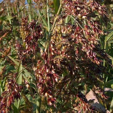 Zuckerhirse Piper 25+ Samen - Seeds - Sorghum bicolor Sh 038