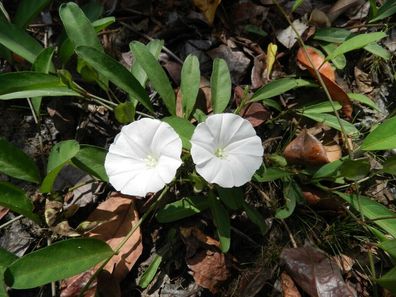 Shadamati - Aniseia martinicensis - Whitejacket 10+ Samen - Heilpflanze E 331