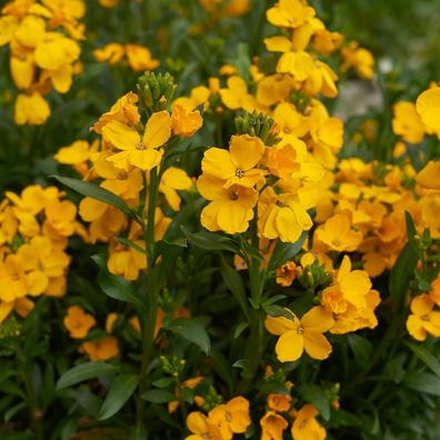 Goldlack Fair Lady - Wallflower 50+ Samen - Cheiranthus cheiri Z 150