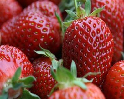 10 Erdbeerpflanzen Fragaria Mieze Schindler im 10 Pflanzen im 10er Tray Erdbeere