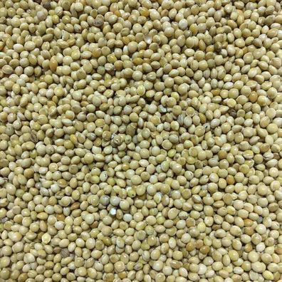 Weiße Hirse - Silberhirse 25 kg