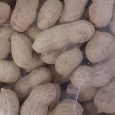 Erdnüsse in Schale 3,3 kg