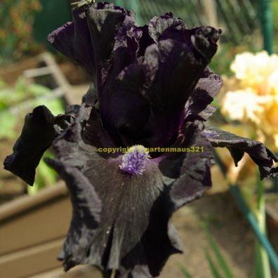 Schwertlilie Bart-Iris Obsidian