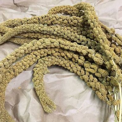 Kolbenhirse gelb 15kg