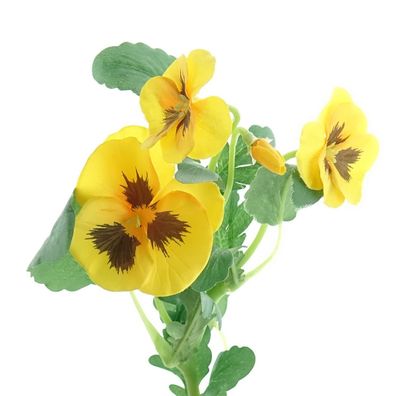 GASPER Stiefmütterchen Gelb mit Auge 34 cm - Kunstblumen