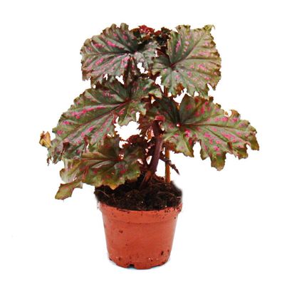 Engelsflügel-Begonie - Begonia Angel Wings - gefranste rote Blätter - Mini-Pflanze...