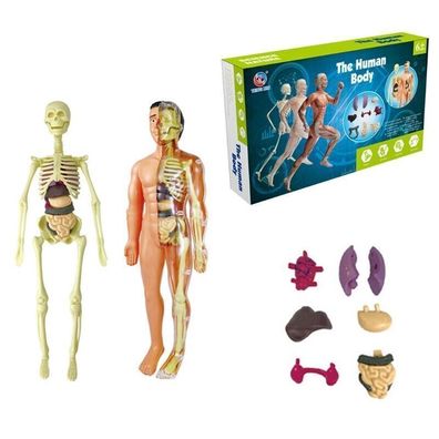 Human Torso Body Model Anatomy Anatomical Internal Organs for Teaching