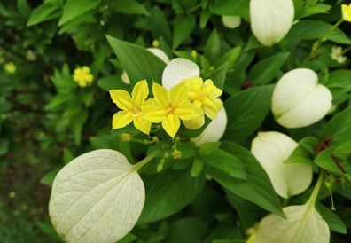 Goldene Mussaenda - Pseudomussaenda flava 10+ Samen - Seeds W 223