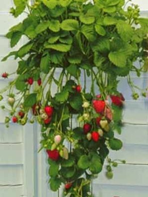10 Erdbeerpflanzen = ein 10erTray Fragaria Hängeerdbeere 10erTray gewachsen winterha