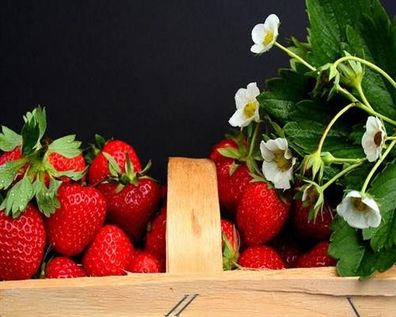10 Erdbeerpflanzen = ein 10erTrayFragaria Mieze Schindler Erdbeeren winterhart x