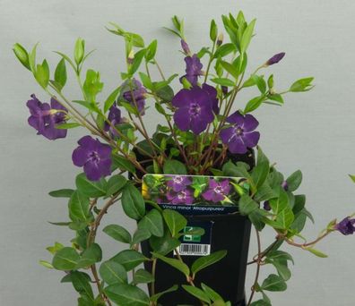12 Vinca minor Atropurpurea violete Immergrün Bodendecker T9x9 #