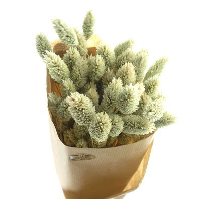 Kaemingk Trockenblumen Phalaris - Kanariengras Beige-grün im Bündel 50 cm