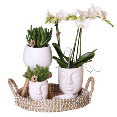 Kolibri Orchideen - Komplettes Pflanzenset Face-2-Face weiß - Grünpflanzen mit ...
