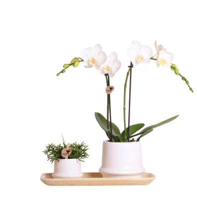 Kolibri Company - Pflanzenset Ring weiß - Set mit weißer Phalaenopsis Orchidee ...