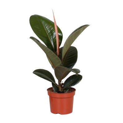 Ficus Elastica Robusta - Höhe: 35cm - Topfgröße: 12cm