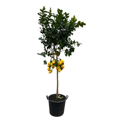 Citrus Lemon - Ø50cm - 260cm - Gartenpflanze