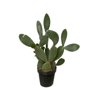 Opuntia Ficus Indica - Ø50cm - 140cm - Zimmerpflanze - Immergrün