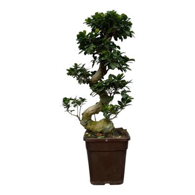 Ficus Microcarpa Ginseng | Ø26cm | 110cm | Pflanze