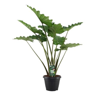 Alocasia Portodora - Ø34cm - 140cm - Zimmerpflanze - Immergrün