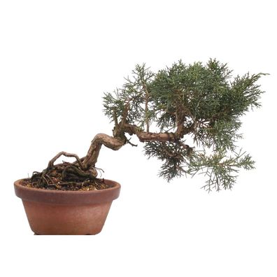 Bonsai - Juniperus chinensis , Chinesischer Wacholder 209/104