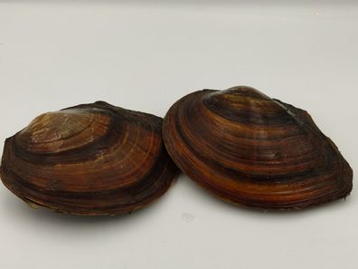 10 St. Teichmuschel - Teichmuscheln - Anodonta cygnea 10-15 cm