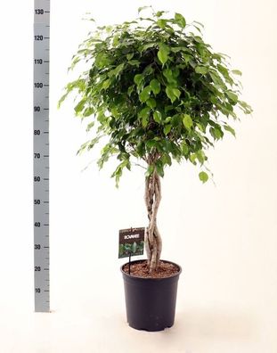 Birkenfeige Ficus Benjamina Exotica Stämmchen ca. 120 cm - Zimmerpflanze