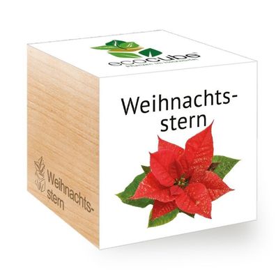 Ecocube Pflanze im Holzwürfel "Weihnachtsstern" - Die perfekte Geschenkidee