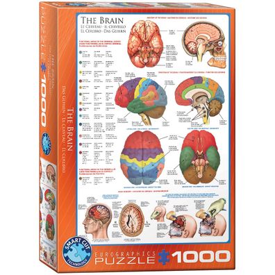 EuroGraphics 6000-0256 Das Gehirn 1000-Teile Puzzle