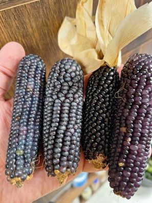 Heavenly Blue Corn - Popmais - 10+ Samen - Saatgut - SCHÖNE Feinheit! Zm 037
