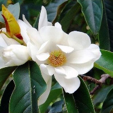 Tempelmagnolie Magnolia doltsopa 5+ Samen - Seeds SWEET Michelia W 228