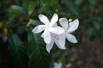 Dreitheiliger Jasmin - Jasminum trichotomum 5+ Samen THREE-FORKED Jasmine W 217