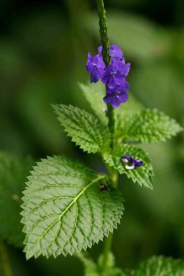 Jamaikanisches Eisenkraut - Stachytarpheta jamaicensis 25+ Samen Z 136