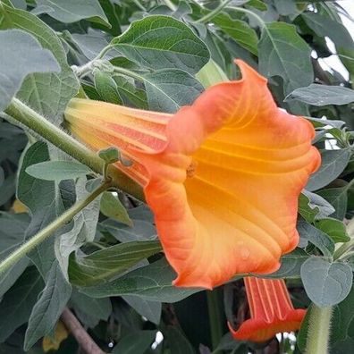 Orange Engelstrompete Brugmansia suaveolens 5+ Samen Angel´s Trumpet Z 138