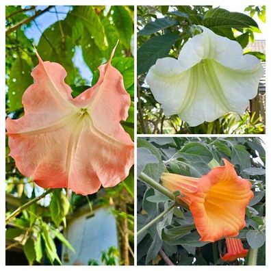 Engelstrompeten Sortiment aus 3 Farben Brugmansia suaveolens 15+ Samen V 194