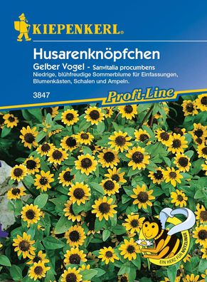 Kiepenkerl® Husarenköpfchen Gelber Vogel - Blumensamen